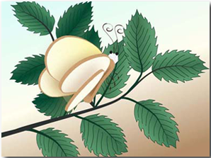 bread-and-butterfly